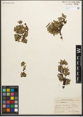 Foto von Salix retusa L.
